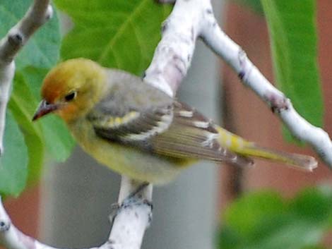 Western Tanager (Piranga ludoviciana)