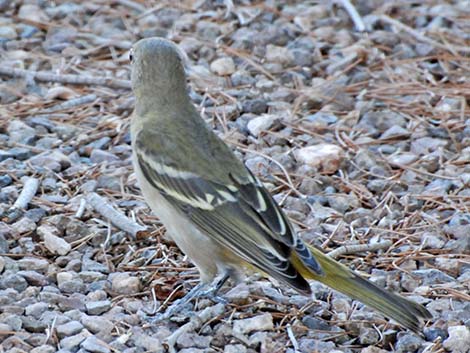 Western Tanager (Piranga ludoviciana)