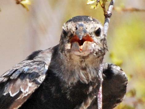 Brown-headed Cowbird (Molothrus ater)