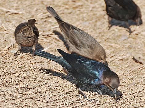 Brown-headed Cowbird (Molothrus ater)