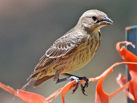 Brown-headed Cowbird (Molothrus ater)