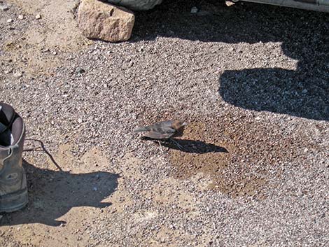 Brown-headed Cowbird (Molothrus ater)