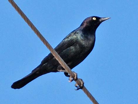 Brewer's Blackbird (Euphagus cyanocephalus)