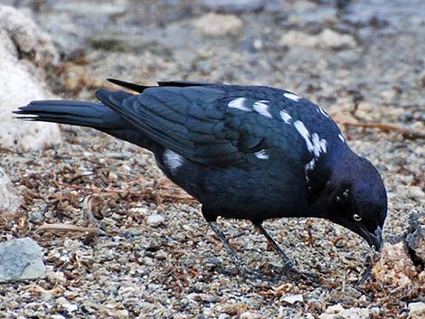 Brewer's Blackbird (Euphagus cyanocephalus)