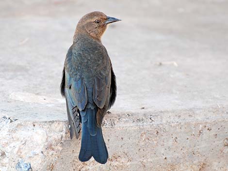 Brewer's Blackbird (Euphagus cyanocephalus)