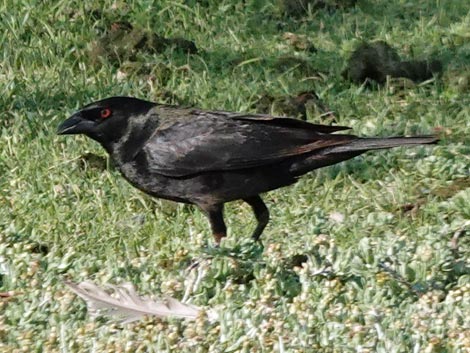 Bronzed Cowbird (Molothrus aeneus)