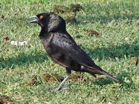 Bronzed Cowbird (Molothrus aeneus)