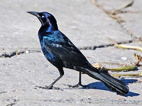 Boat-tailed Grackle (Quiscalus major)