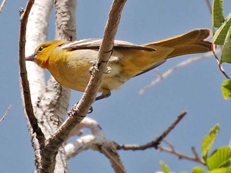 Bullock's Oriole (Icterus bullockii)