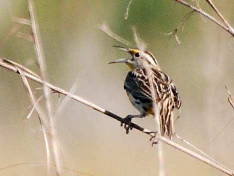 Eastern Meadowlark (Sturnella magna)