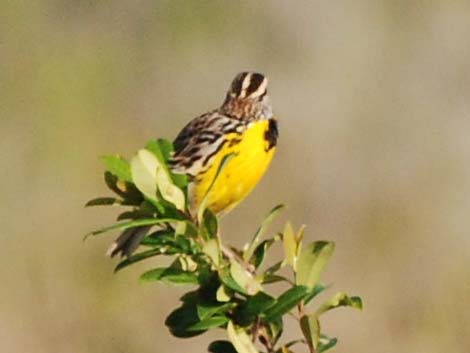 Eastern Meadowlark (Sturnella magna)