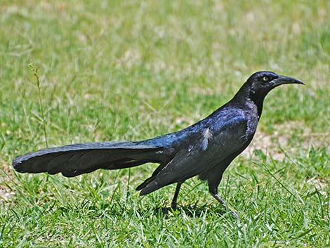 Great-tailed Grackle (Quiscalus mexicanus)