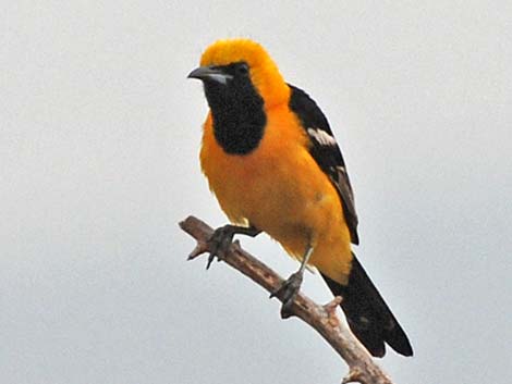 Hooded Oriole (Icterus cucullatus)