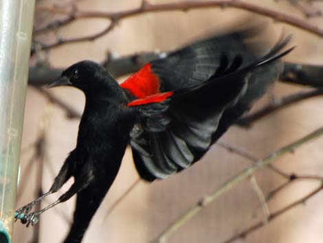 Red-winged Blackbird (Agelaius phoeniceus)