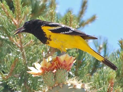 Scott's Oriole (Icterus parisorum)