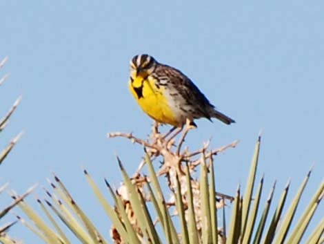 Western Meadowlark (Sturnella neglecta)