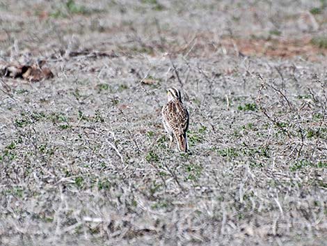 Western Meadowlark (Sturnella neglecta)