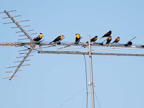 Yellow-headed Blackbird (Xanthocephalus xanthocephalus)