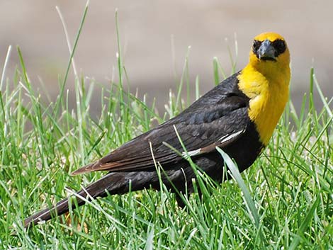 Yellow-headed Blackbird (Xanthocephalus xanthocephalus)