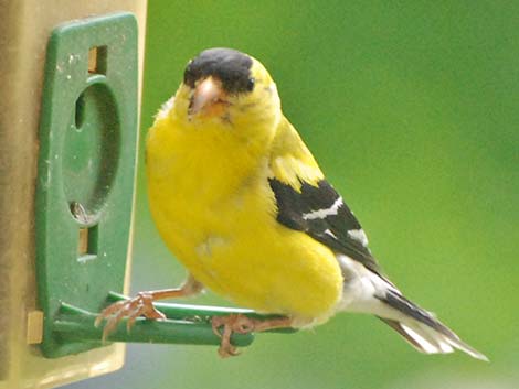 American Goldfinch (Carduelis tristis)