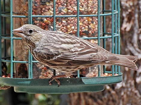 Cassin's Finch (Carpodacus cassinii)