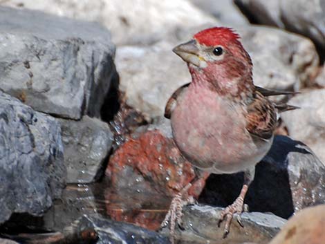 Cassin's Finch (Carpodacus cassinii)