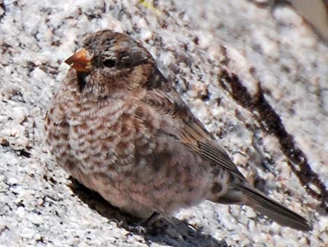 Gray-crowned Rosy-Finch (Leucosticte tephrocotis)