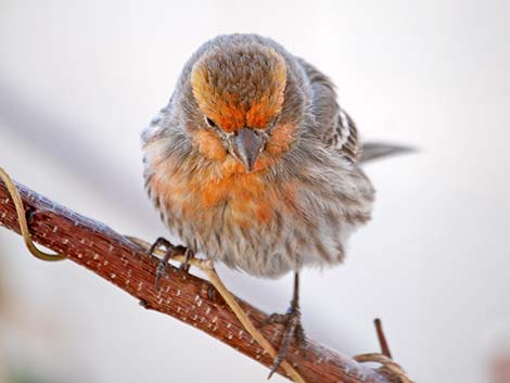 House Finch (Carpodacus mexicanus)