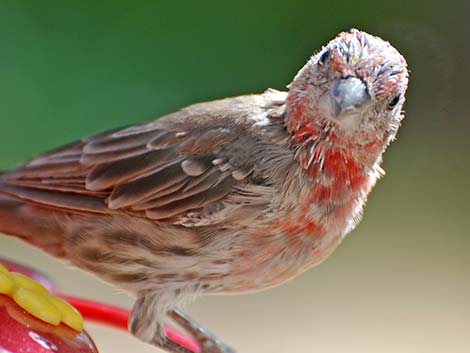 House Finch (Carpodacus mexicanus)