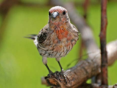 House Finch (Carpodacus mexicanus)