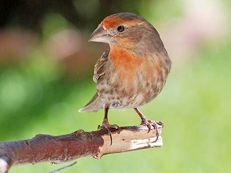 House Finch (Carpodacus mexicanus)