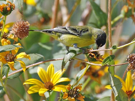 Lesser Goldfinch (Carduelis psaltria)