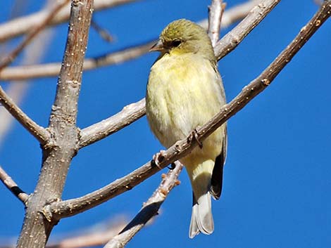 Lesser Goldfinch (Carduelis psaltria)