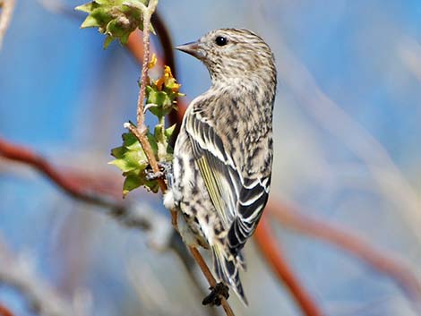 Pine Siskin (Carduelis pinus)