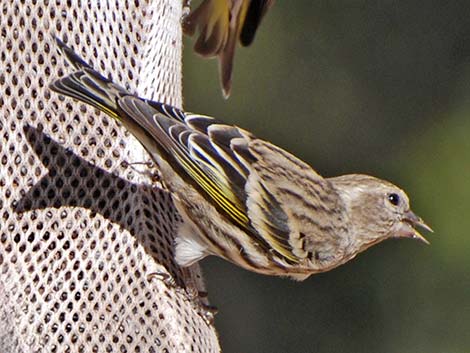 Pine Siskin (Carduelis pinus)