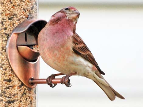 Cassin’s Finch (Carpodacus cassinii)