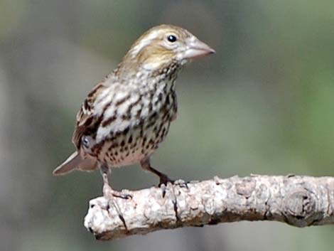 Purple Finch (Carpodacus purpureus)