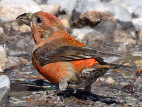 Red Crossbill (Loxia curvirostra)