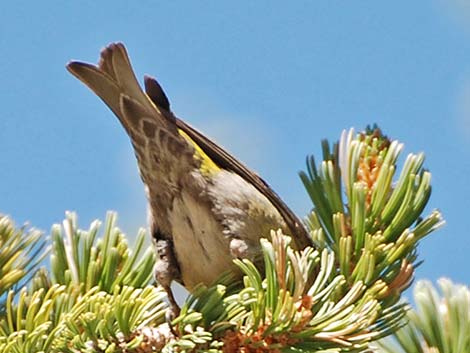 Red Crossbill (Loxia curvirostra)