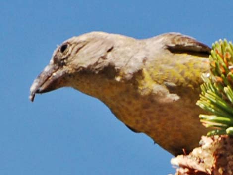 Red Crossbill (Loxia curvirostra)