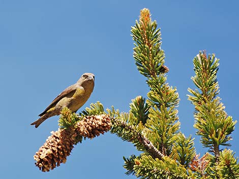 Red Crossbill (Loxia curvirostra)