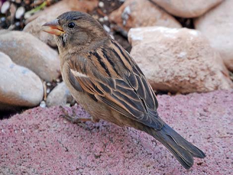 House Sparrow (Passer domesticus)