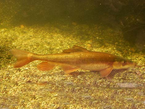 Flannelmouth Sucker (Catostomus latipinnis)