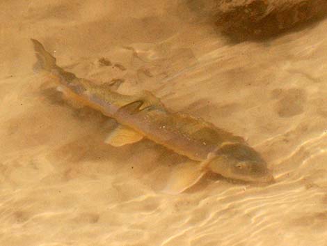 Flannelmouth Sucker (Catostomus latipinnis)