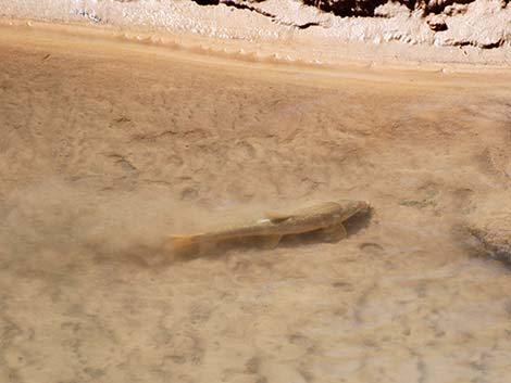 Flannelmouth Sucker (Catostomus latipinnis)