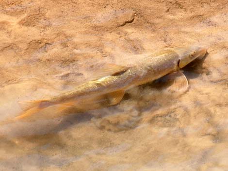 Flannelmouth Sucker (Catostomus latipinnis)