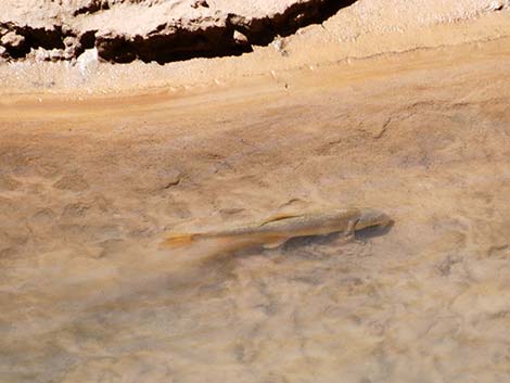 Flannelmouth Sucker (Catostomus latipinnis)