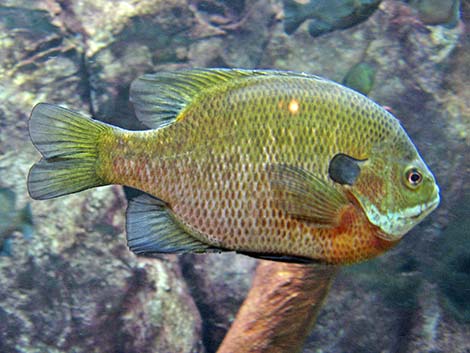 Bluegill (Lepomis macrochirus)