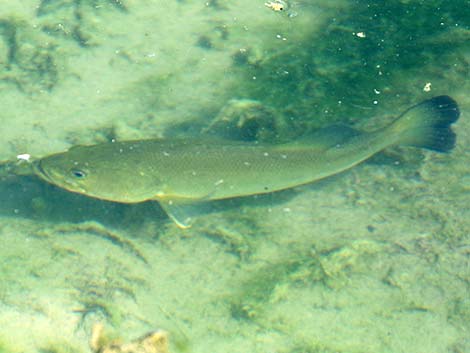 Largemouth Bass (Micropterus salmoides)