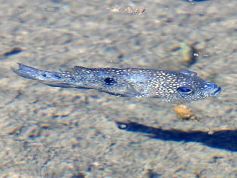 Tropical Aquarium Fish